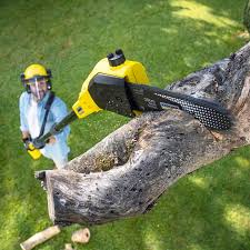 Lawn Renovation and Restoration in Hollywood, SC