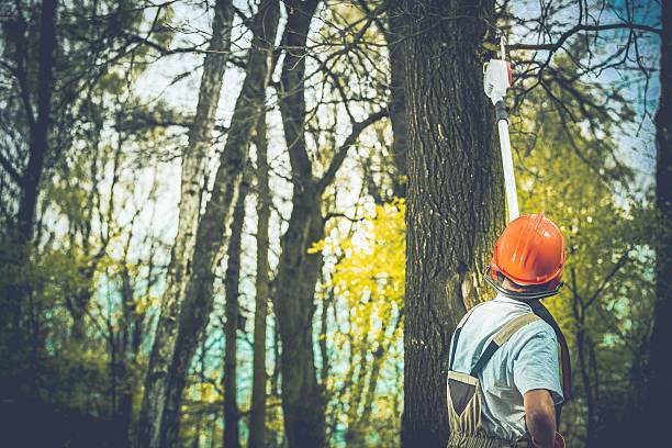 How Our Tree Care Process Works  in  Hollywood, SC